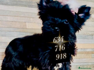 Biewer Yorkshire Terrier a la Pom Pon perros Cachorro Yorkshire Black Toy - Anuncio 4