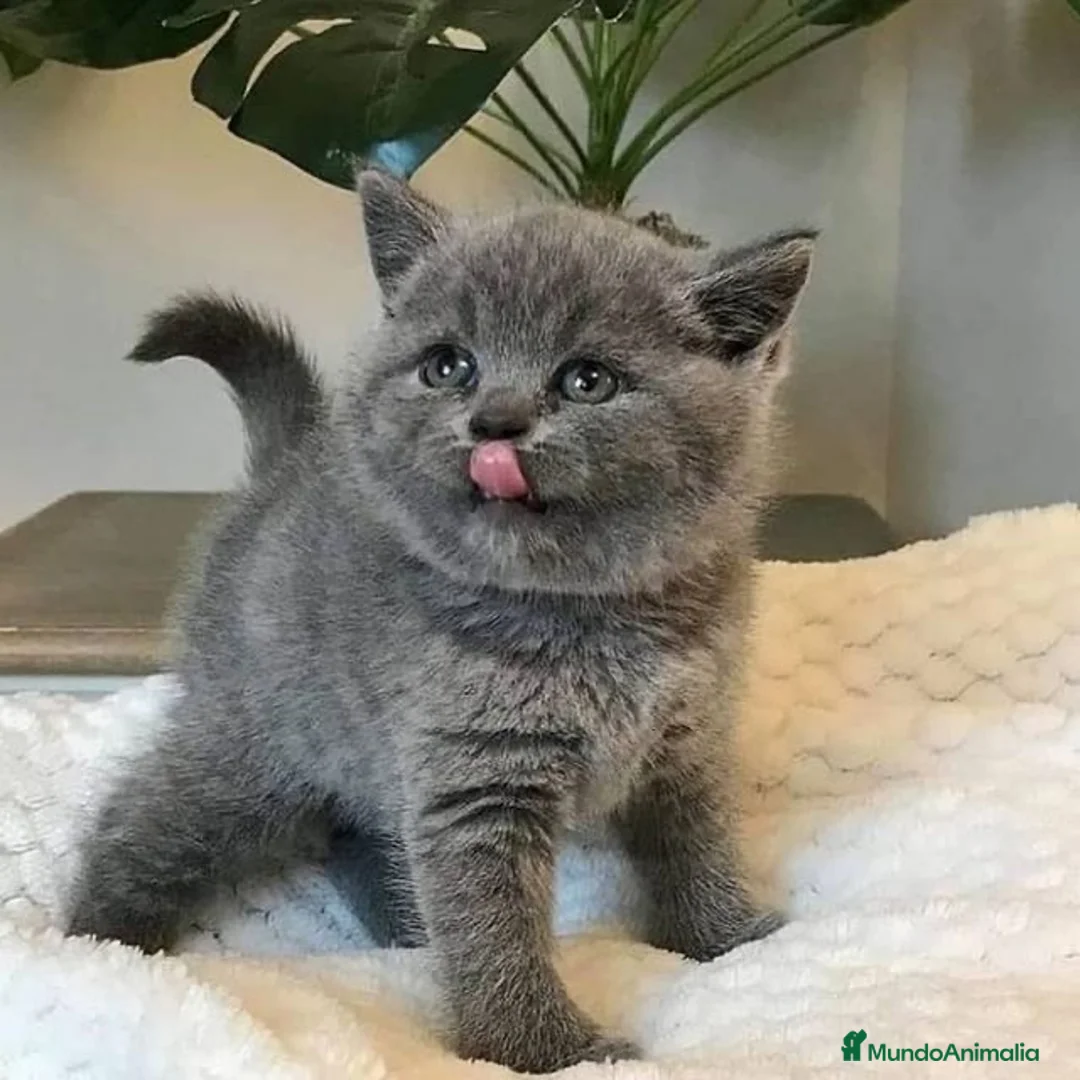 Británico de Pelo Corto Azul gatos en venta: Gato British 🩶 - Anuncio 5