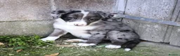 Border Collie perros en venta: Cachorros border collie chocolate - Anuncio 4