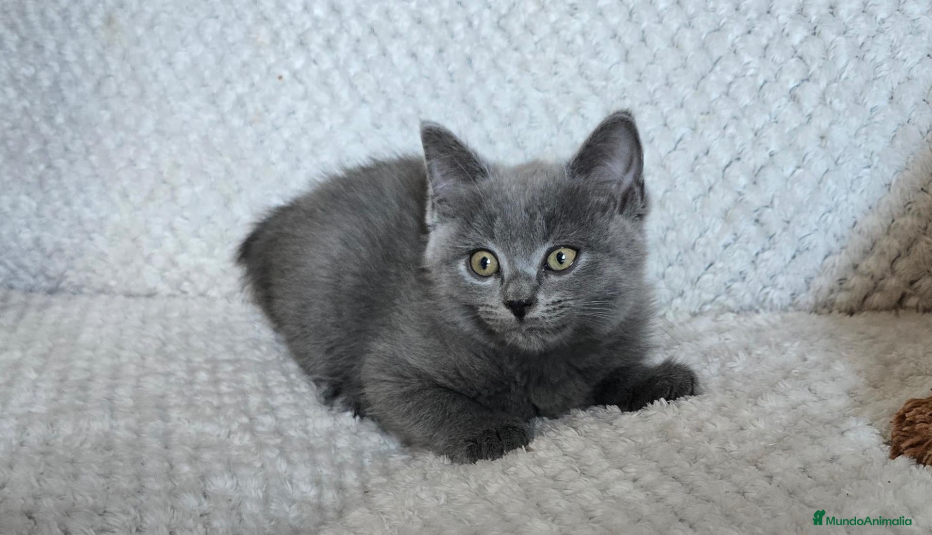 Británico de Pelo Corto gatos en venta: Gatcot.com - Anuncio 6