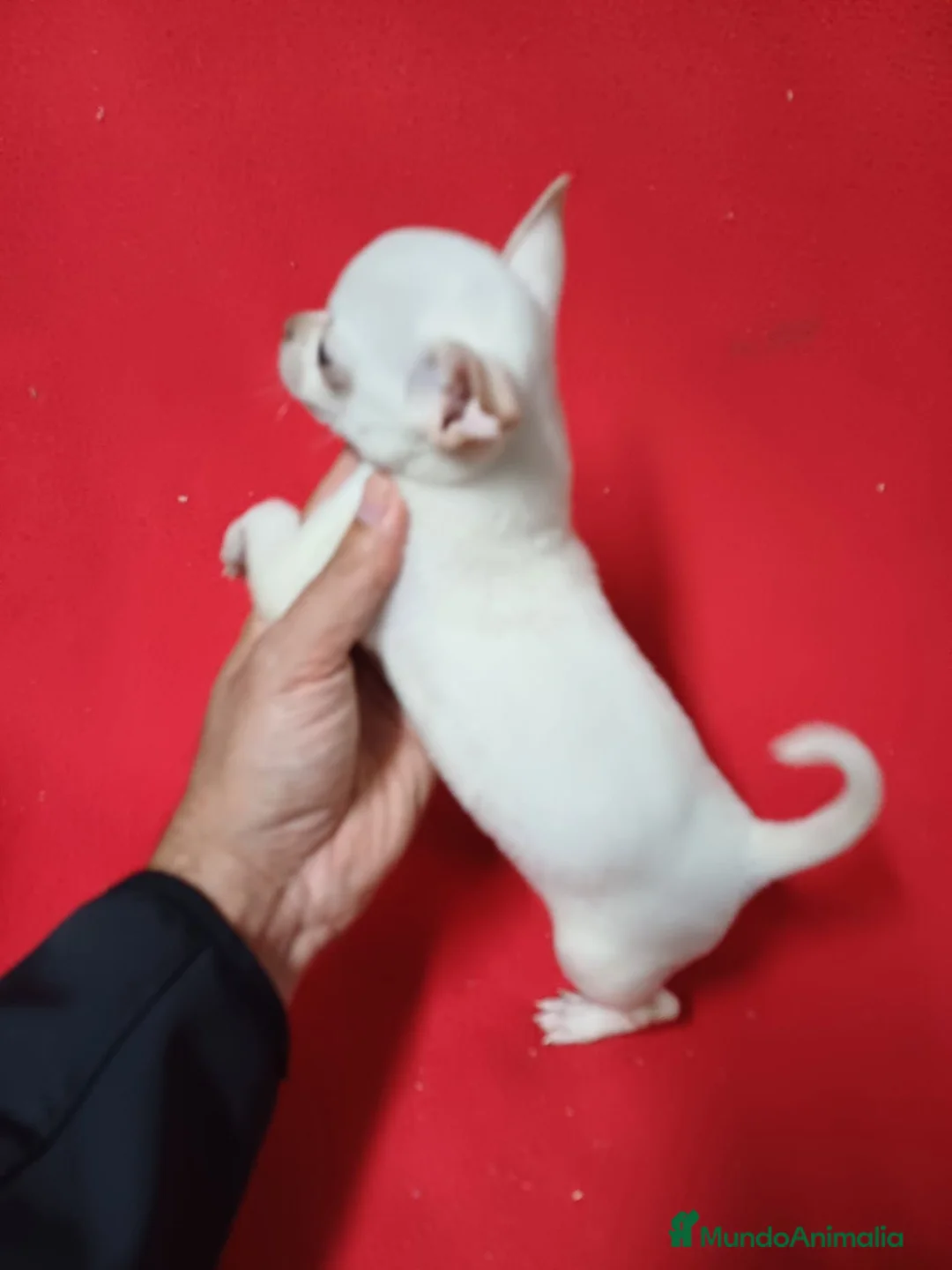 Chihuahua perros en venta: Chihuahua  - Anuncio 2