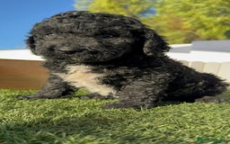 Perro de Agua Español perros en venta: PERRO DE AGUA ESPAÑOL - Imagen 19