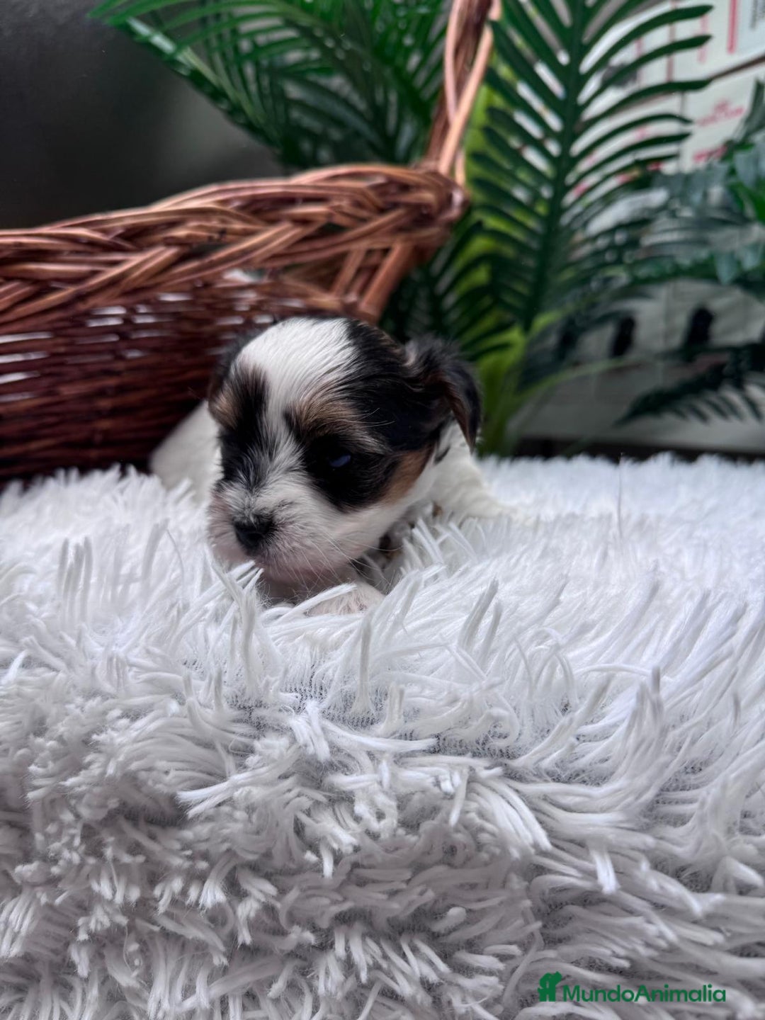 Yorkshire Terrier perros en venta: YORKSHIRE BIEWER HEMBRA - Anuncio 4