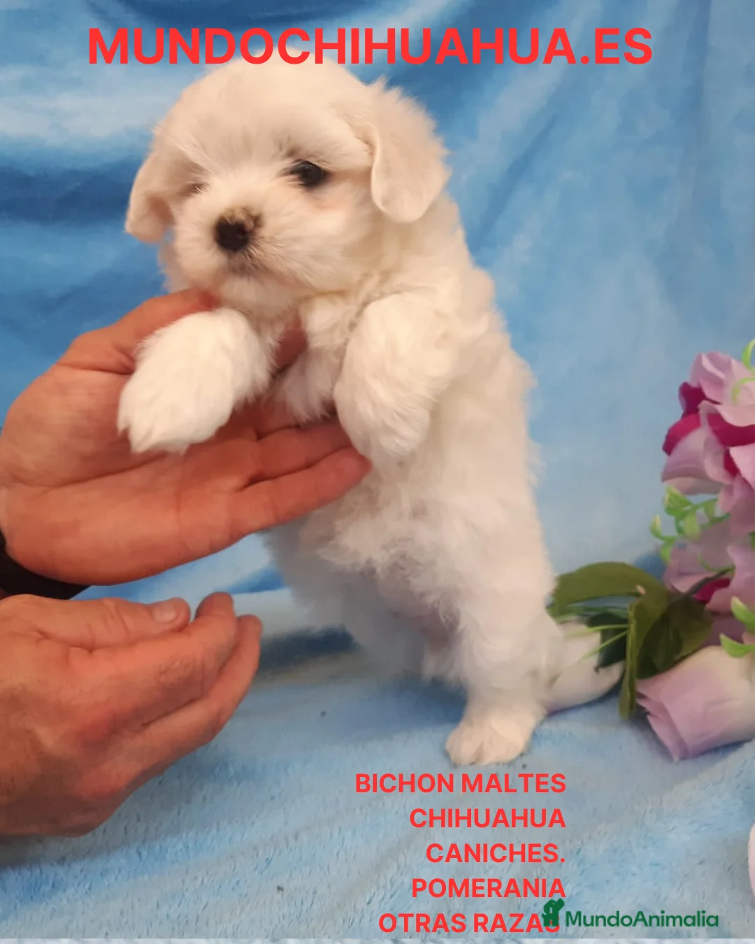Bichón Maltés perros en venta: IMPRECIONANTES BICHON MALTES  - Anuncio 1