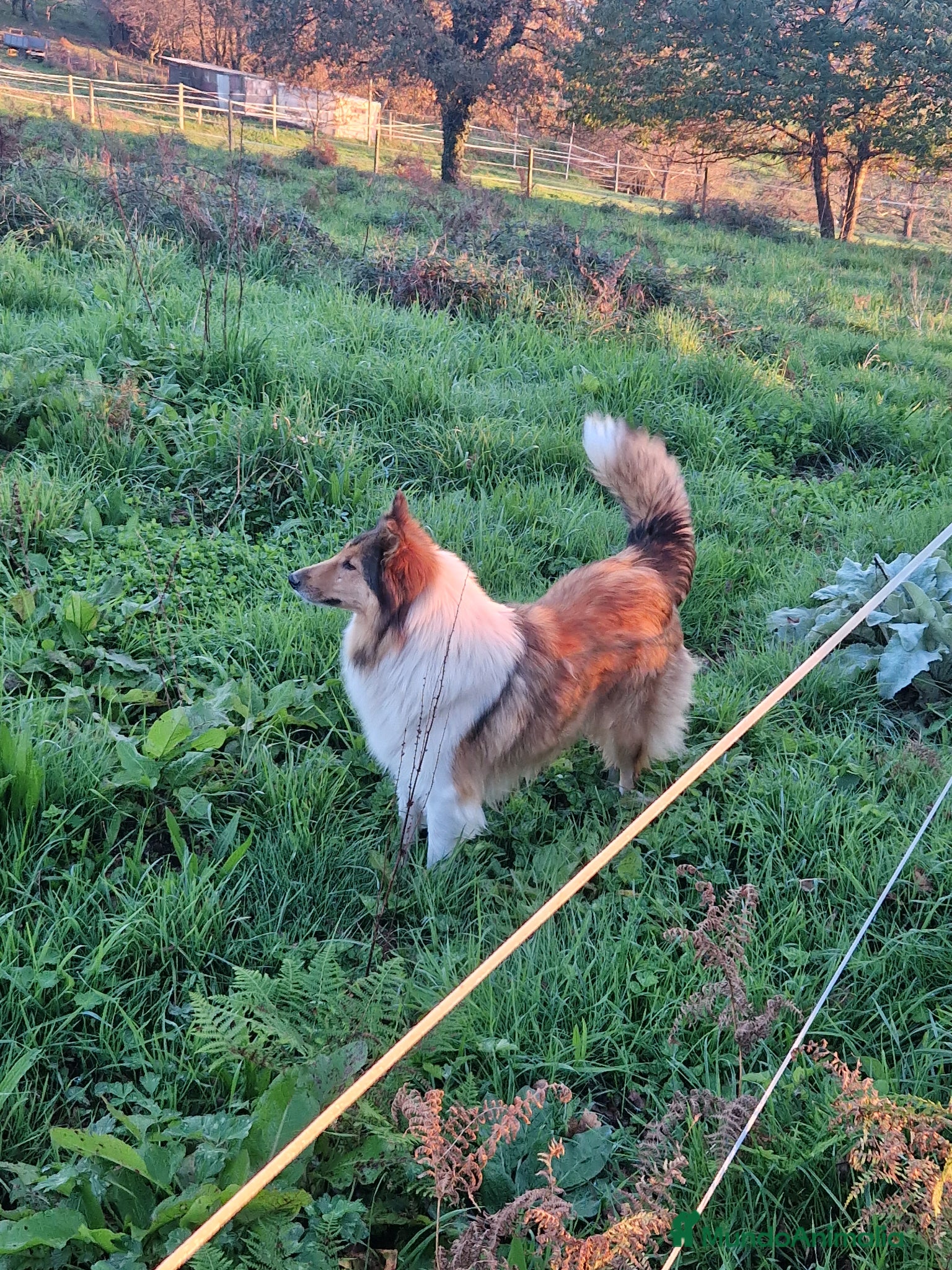 Border Collie perros Rough collie  - Anuncio 1