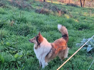 Border Collie perros Rough collie - Anuncio 2