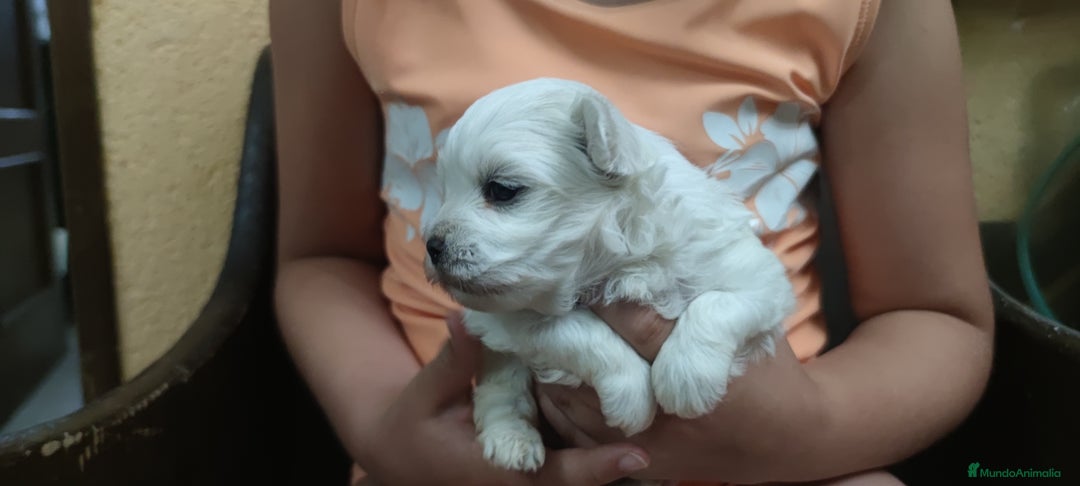 Bichón Maltés perros en venta: Maltés Toy. Macho disponible - Imagen 3