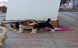Beagle perros en venta: Beagles económicos - Imagen 1