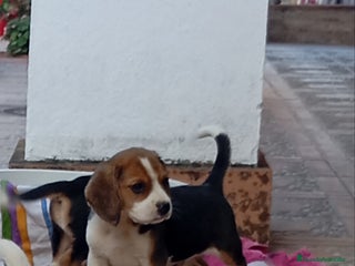 Beagle perros - Anuncio 7