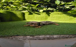 Teckel Miniatura perros en venta: camada teckel canichen muy pequeños  - Imagen 23