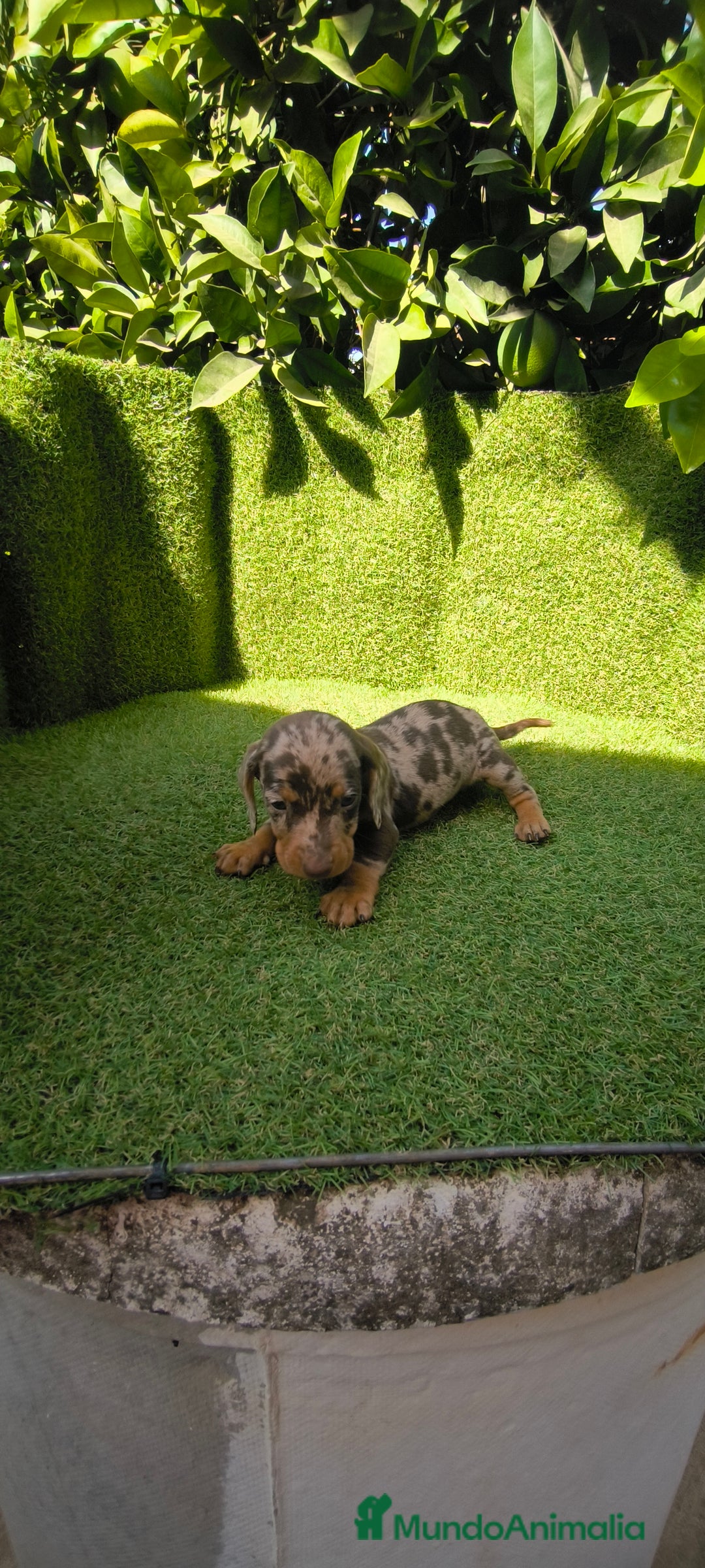 Teckel Miniatura perros en venta: camada teckel canichen muy pequeños  - Imagen 23
