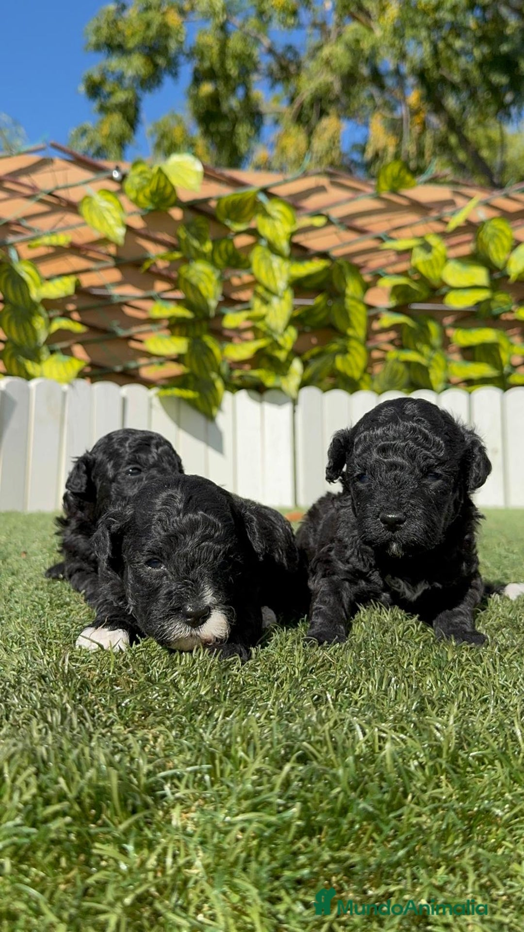 Caniche Toy perros en venta: CANICHE TOY - Imagen 10