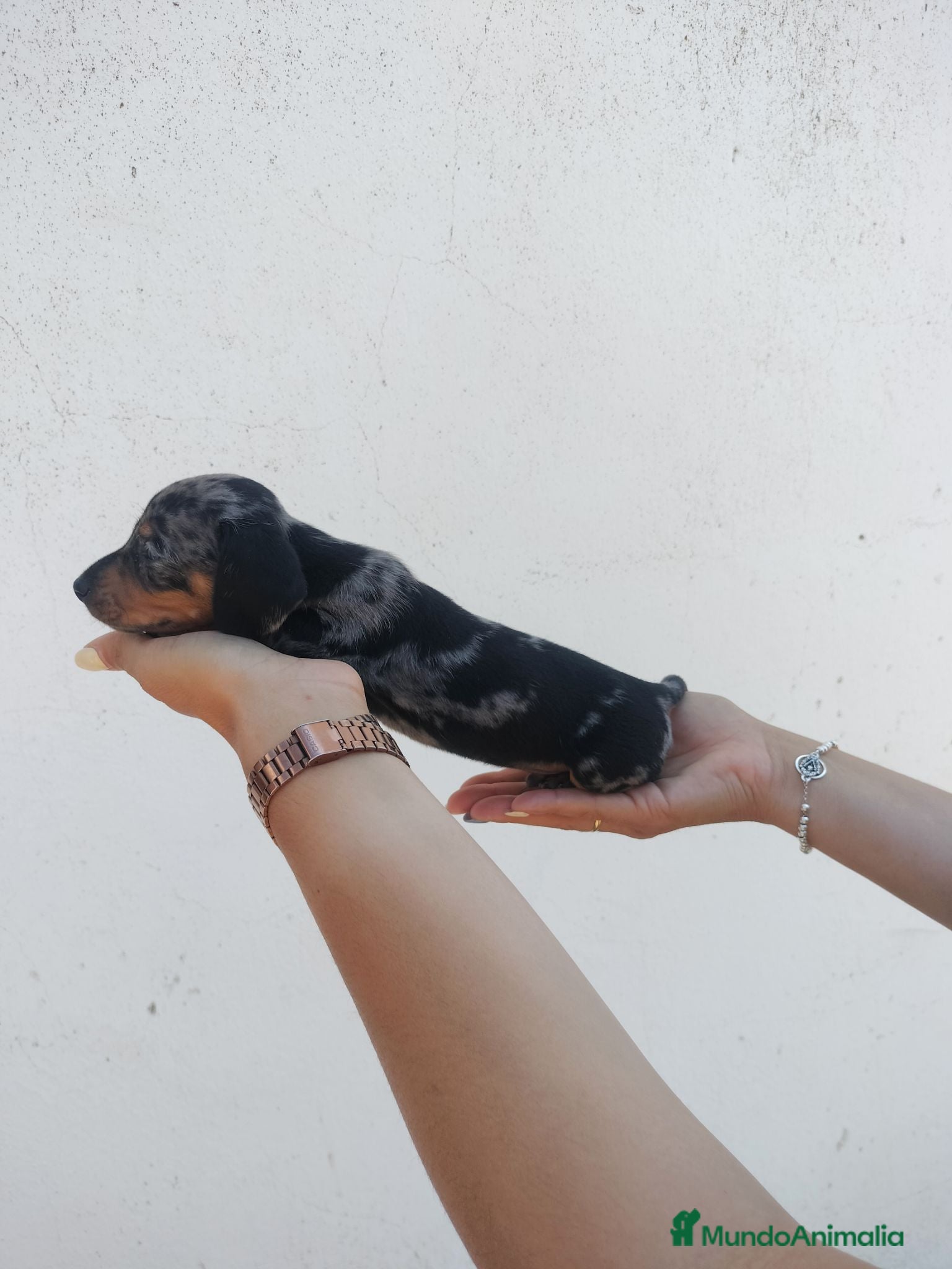 Teckel Miniatura perros Disponibles cachorros de Teckels - Anuncio 22