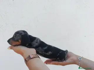 Teckel Miniatura perros Disponibles cachorros de Teckels - Anuncio 22