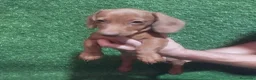 Teckel Miniatura perros en venta: Última cachorrita teckel - Anuncio 1