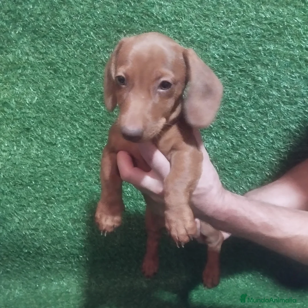 Teckel Miniatura perros en venta: Última cachorrita teckel - Anuncio 1