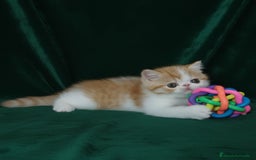 Exótico de Pelo Corto gatos en venta: 🐯 EXOTIC SHORTHAIR RED TABBY & WHITE - Imagen 12