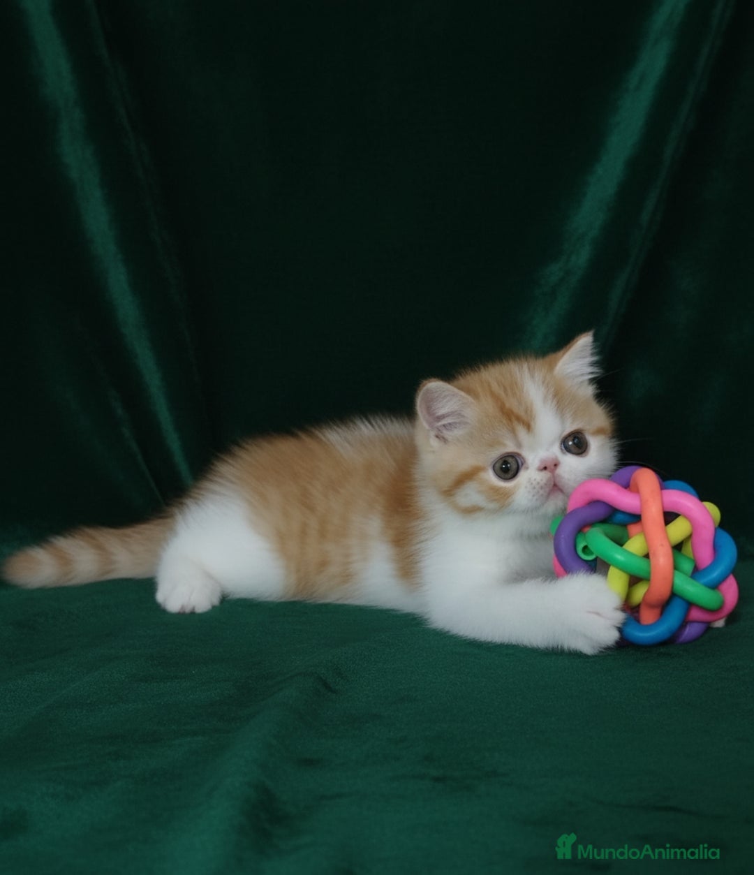 Exótico de Pelo Corto gatos en venta: 🐯 EXOTIC SHORTHAIR RED TABBY & WHITE - Imagen 12