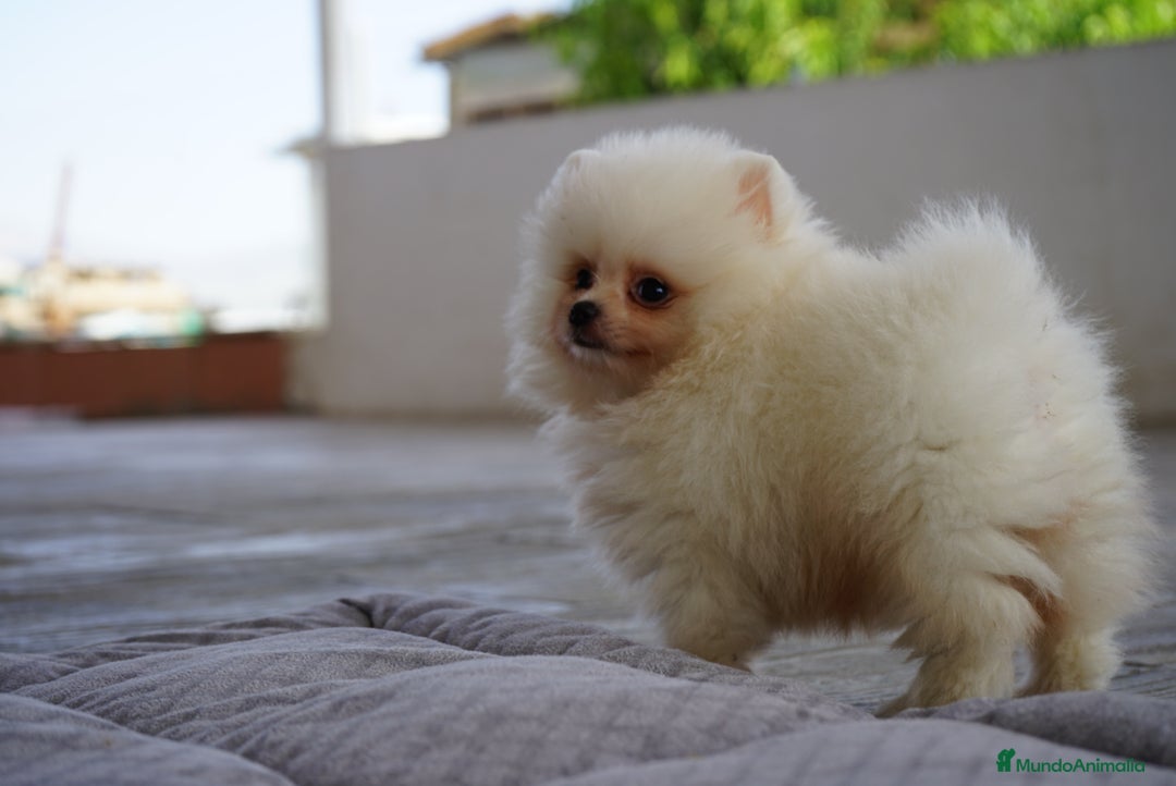 Pomerania perros en venta: 🌟 PEQUEÑOS Y SIMPÁTICOS POMERANIA 🌟 - Imagen 3