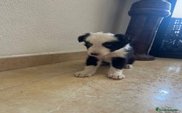 Border Collie perros en venta: BORDER COLLIE - Imagen 10