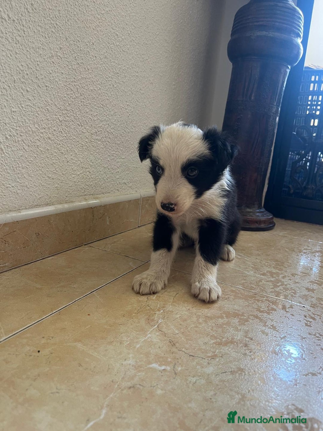 Border Collie perros en venta: BORDER COLLIE - Imagen 10