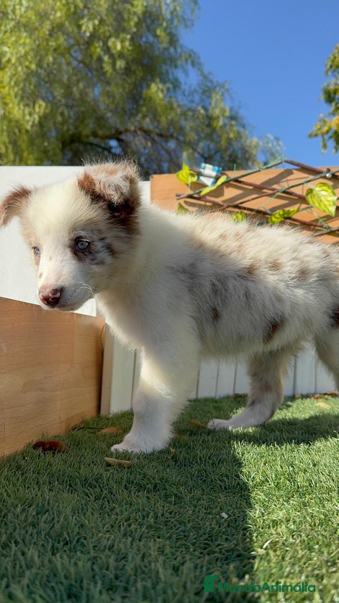 Border Collie perros en venta: BORDER COLLIE - Anuncio 25
