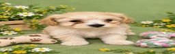 Maltipoo perros en venta: EJEMPLARES DE MALTIPOO 50%ASIATICOS - Anuncio 2