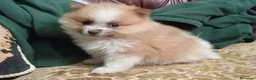 Pomerania perros en venta:  pomerania bicolor toy - Anuncio 3