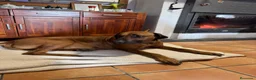 Rhodesian Ridgeback perros en venta: Rodhesian Ridgeback cachorros - Anuncio 13