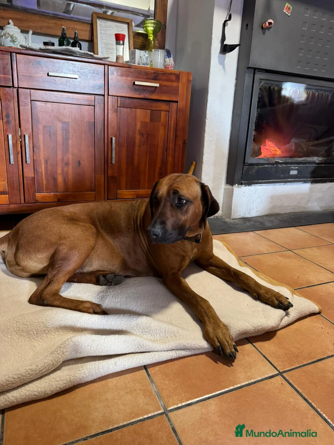 Rhodesian Ridgeback perros en venta: Rodhesian Ridgeback cachorros - Anuncio 13