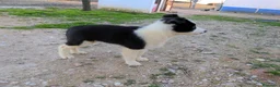 Border Collie perros en venta: Camada de border collie - Anuncio 11