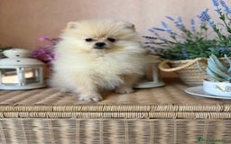 Pomerania perros en venta: Pomerania Macho disponible fotos actuales  - Imagen 3