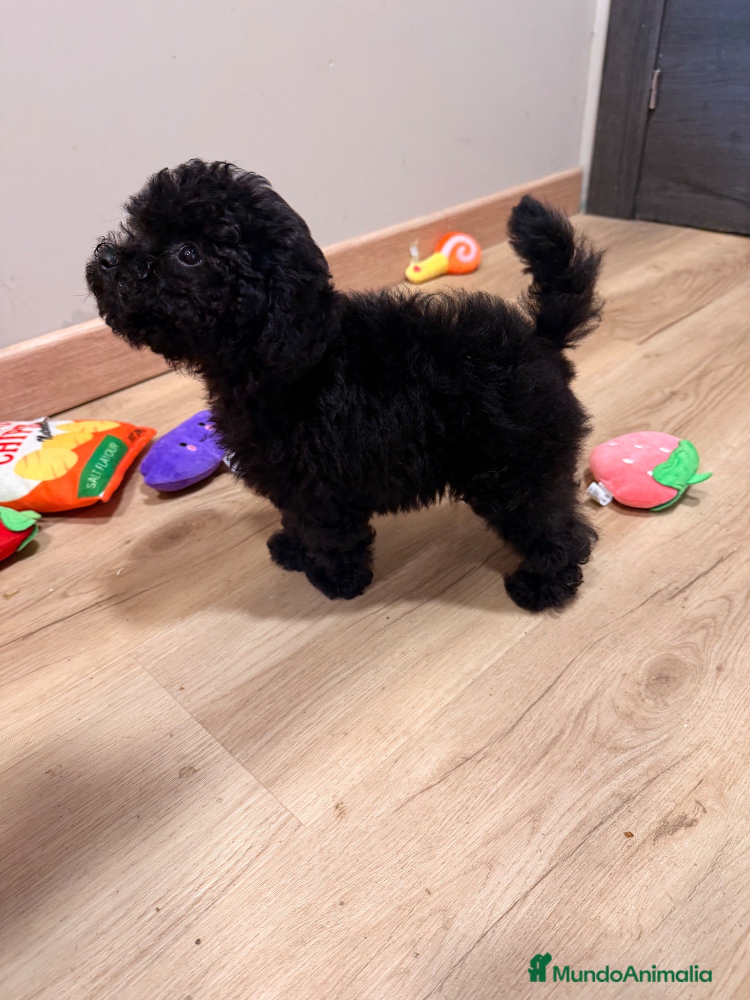 Caniche Toy perros Preciosa Caniche Toy Negra  - Anuncio 1