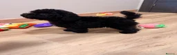 Caniche Toy perros en venta: Preciosa Caniche Toy Negra  - Anuncio 1