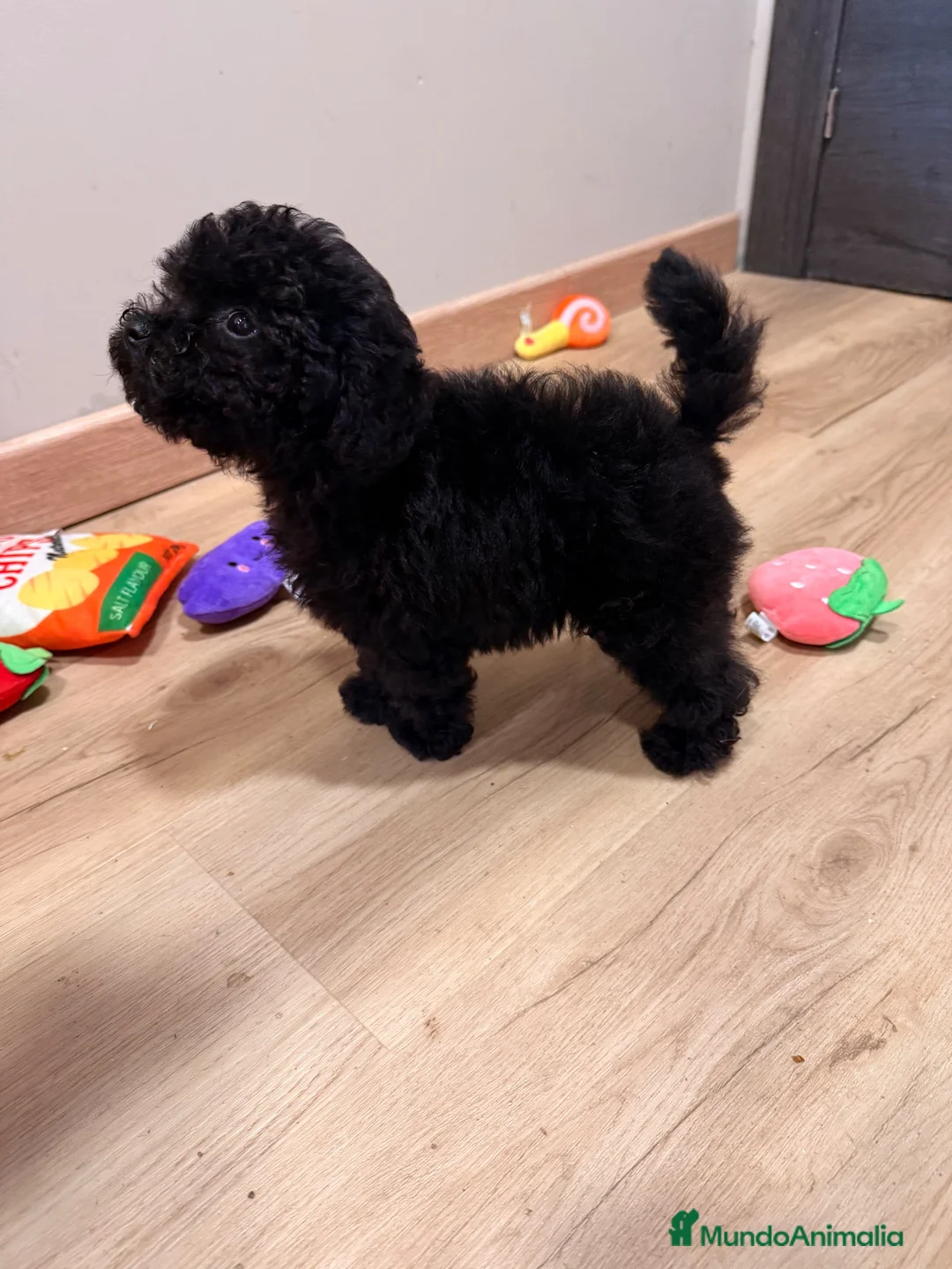 Caniche Toy perros en venta: Preciosa Caniche Toy Negra  - Anuncio 1