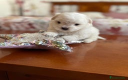 Bichón Maltés perros en venta: Bichon Maltés hembra y macho  - Imagen 3