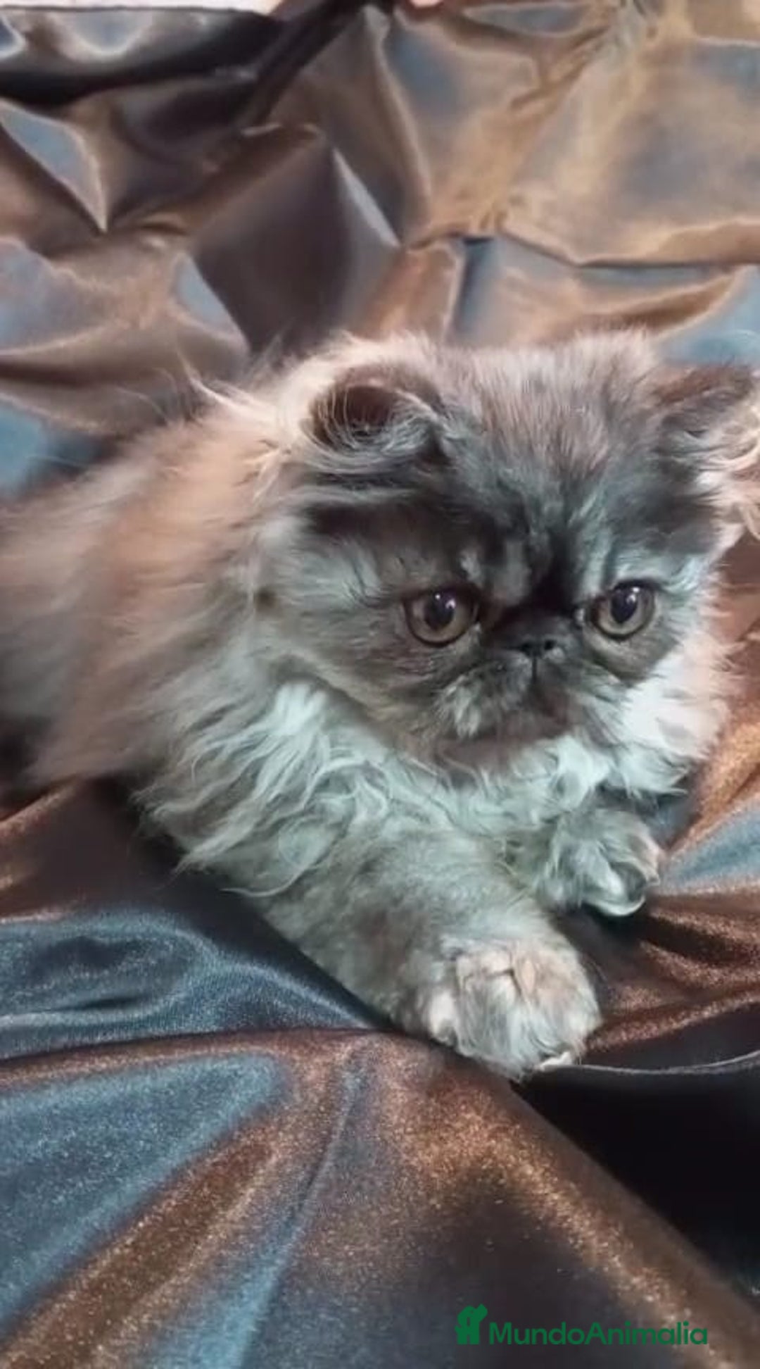 Persa gatos en venta: Precioso Gatito Persa - Anuncio 6