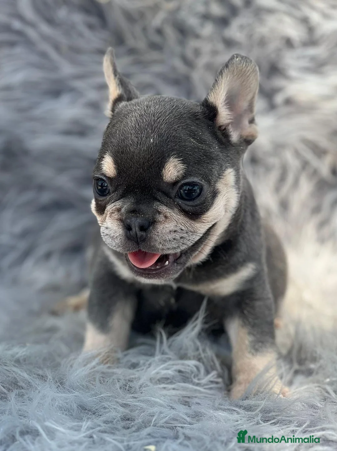 Bulldog Francés perros en venta: BULLDOG FRANCÉS BLUE AND TAN - Anuncio 2