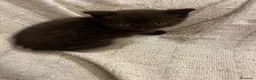 Británico de Pelo Corto gatos en venta: Gatitos British shorthair - Anuncio 5