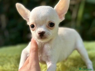 Chihuahua perros - Anuncio 39
