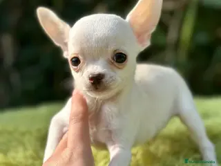 Chihuahua perros Chihuahua microtoy - Anuncio 32