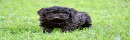 Perro de Agua Español perros en venta: CAMA DE PERRO DE AGUA ESPAÑOL  - Anuncio 16