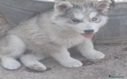 Husky Siberiano perros en venta: Husky siberiano Macho - Imagen 1