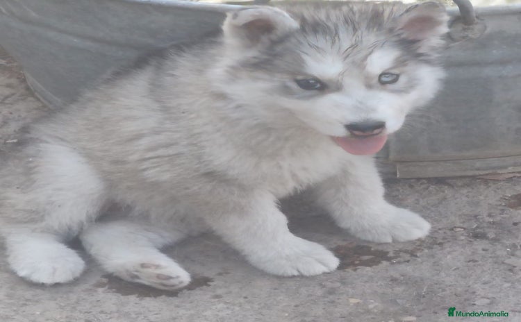 Husky Siberiano perros - Propaganda 1