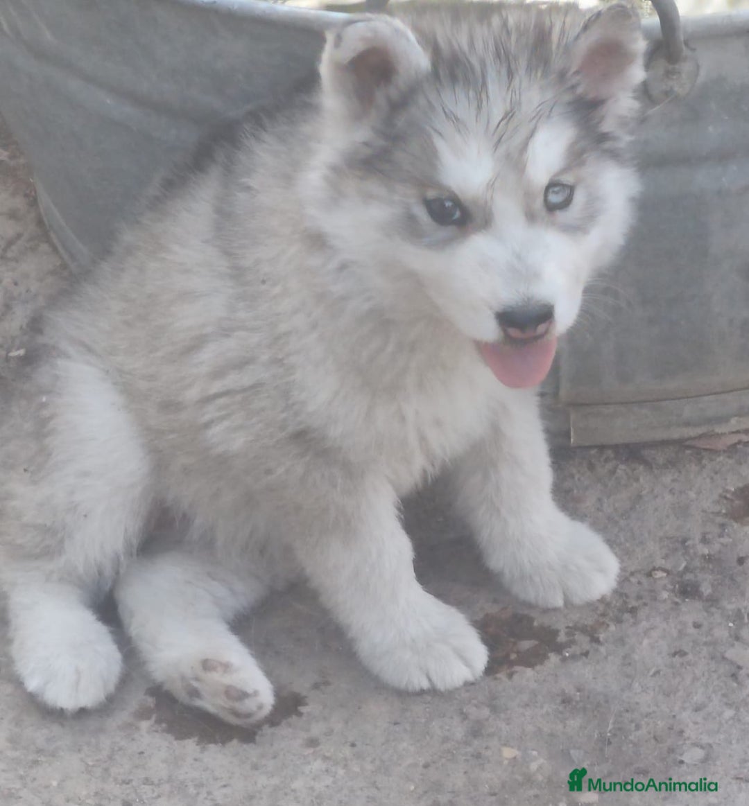 Husky Siberiano perros en venta: Husky siberiano Macho - Imagen 1