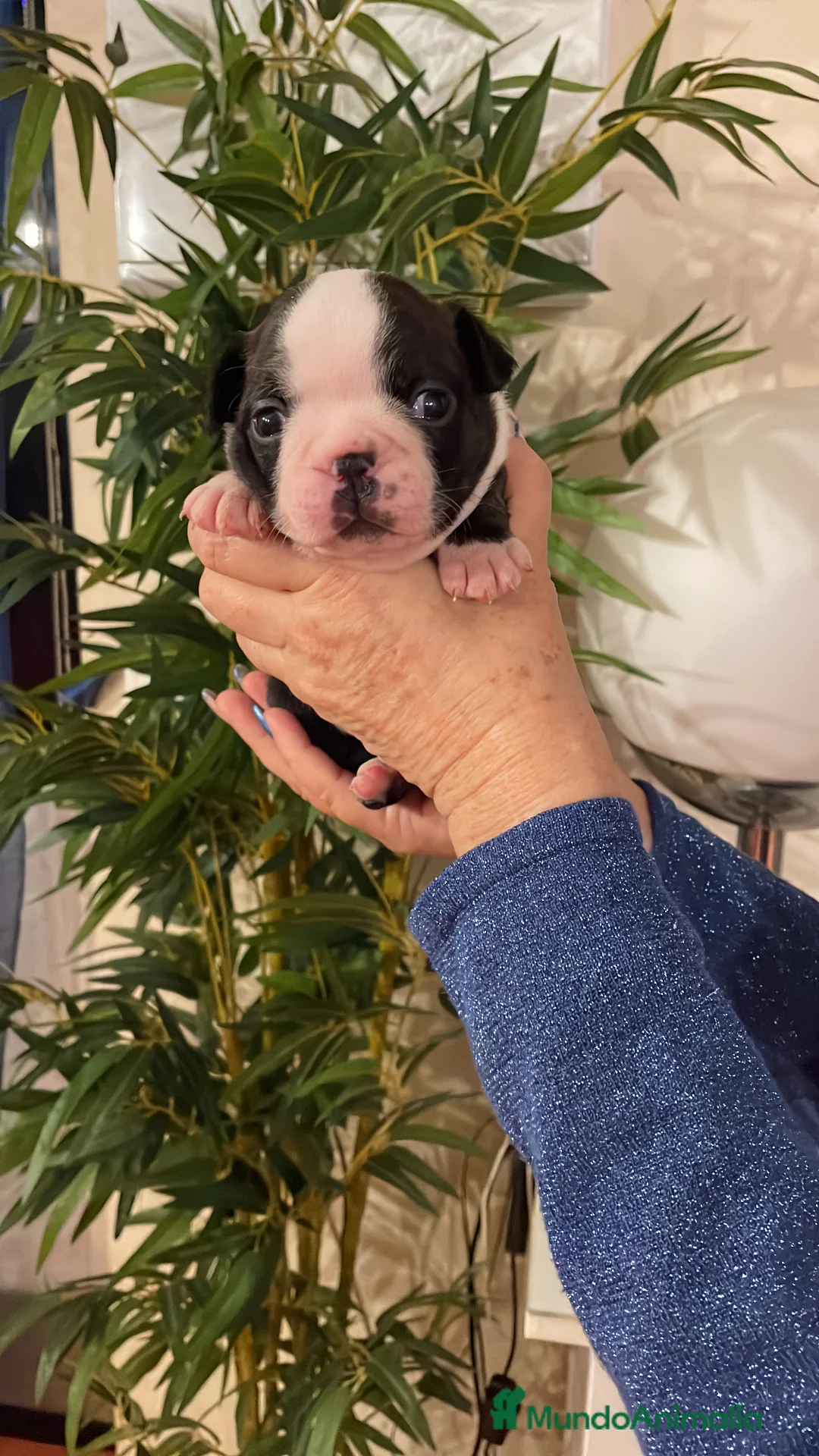 Boston Terrier perros en venta: Boston Terrier cachorros - Anuncio 6