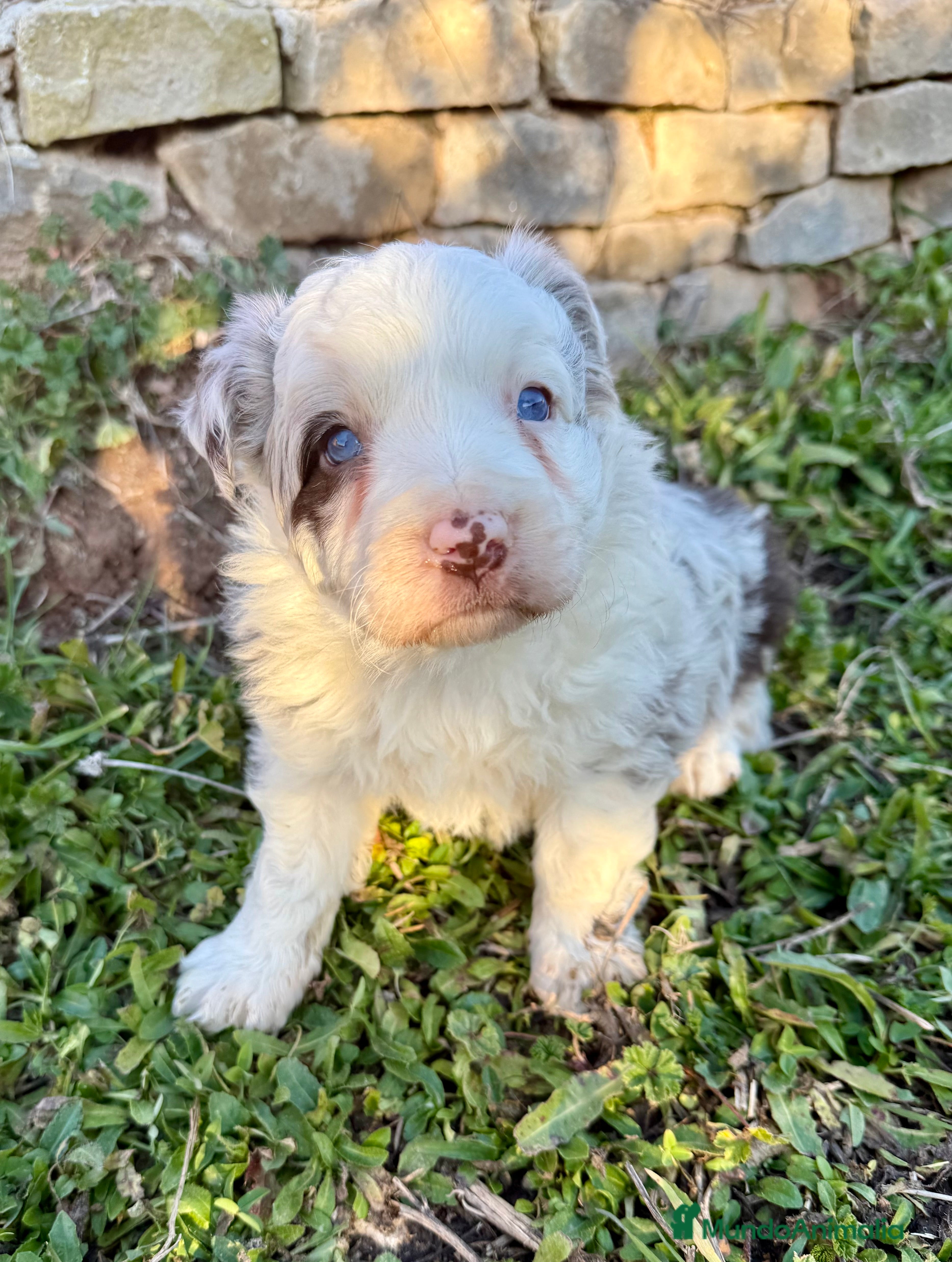 Border Collie perros Border collie red merle - Anuncio 7