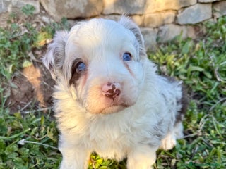 Border Collie perros Border collie red merle - Anuncio 7