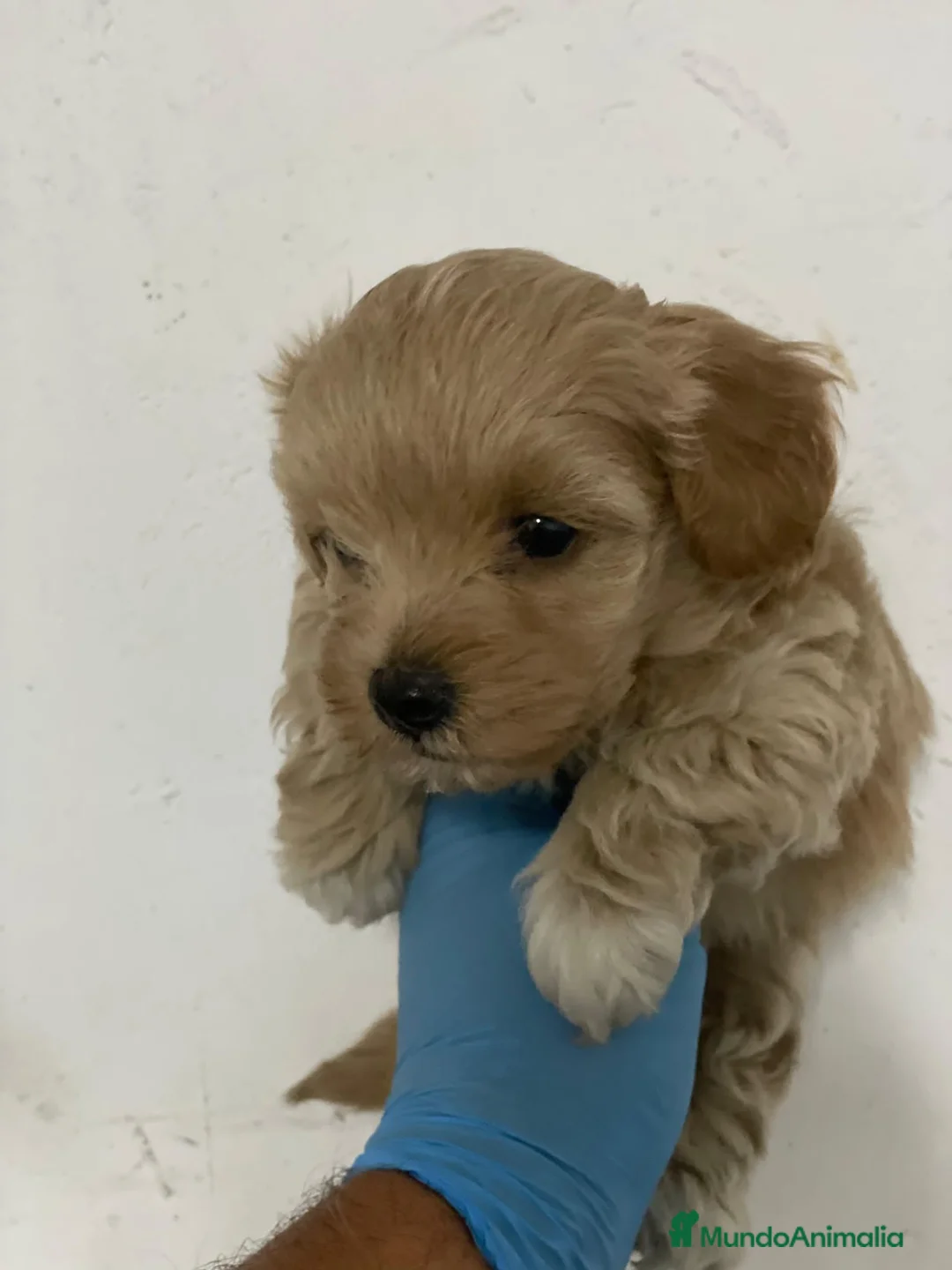 Maltipoo perros en venta: Maltipoo mini - Anuncio 2