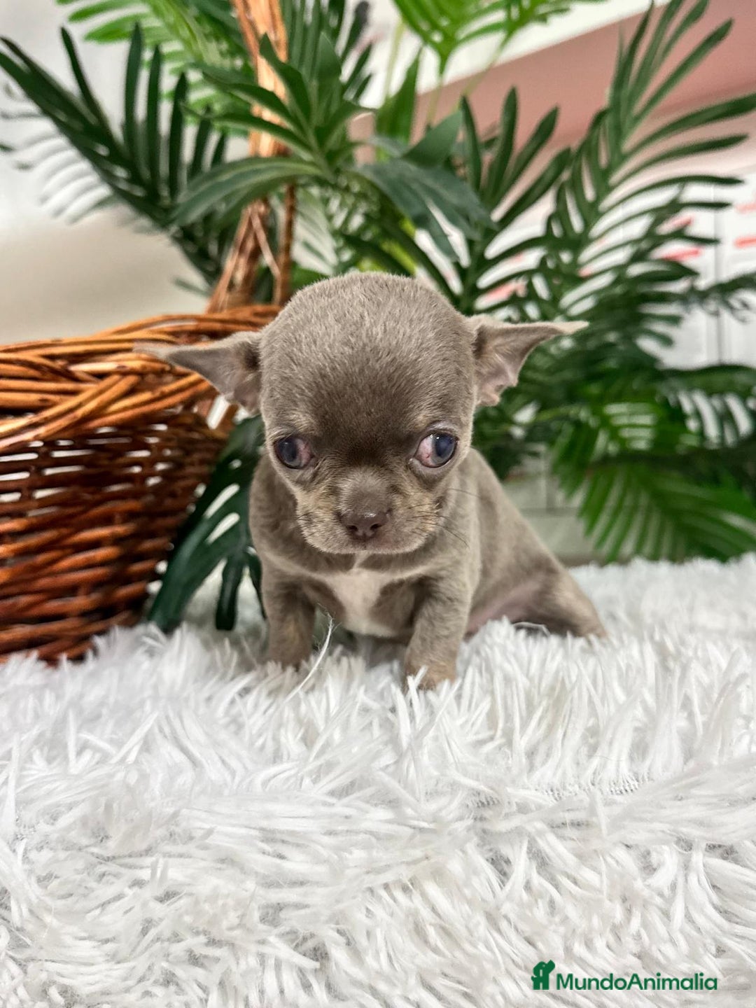 Chihuahua perros en venta: CHIHUAHUA HEMBRA LILAC AND TAN - Anuncio 5